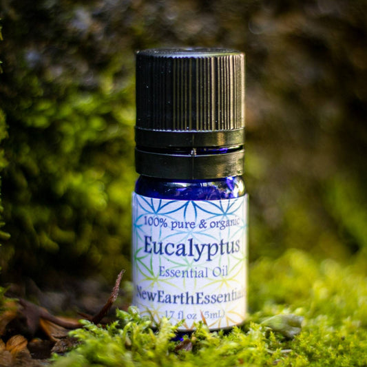eucalyptus