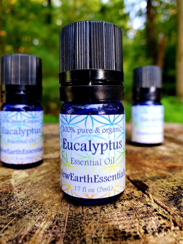 eucalyptus